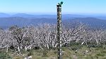 26-Mascot 'Cricket' enjoys the fantastic views at Mt Pinnibar